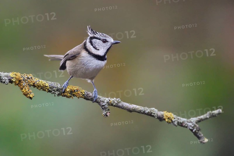 European Crested Tit (Lophophanes cristatus) perched on a branch, Netherlands