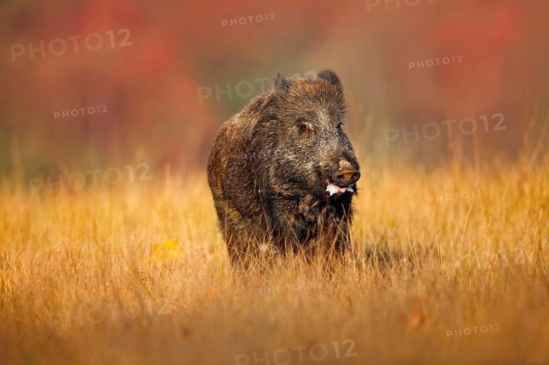 Big Wild boar, Sus scrofa, running in the grass meadow, red autumn forest in background