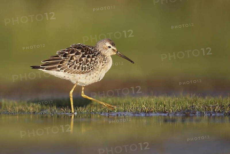 Stilt Sandpiper (Calidris himantopus), Ohio, USA