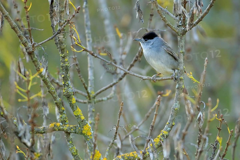 Eurasian Blackcap (Sylvia atricapilla) male perched on a twig, Andalusia, Spain
