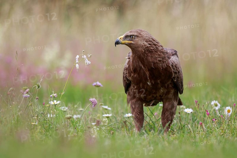 Lesser Spotted Eagle (Clanga pomarina) on grassland, Poland