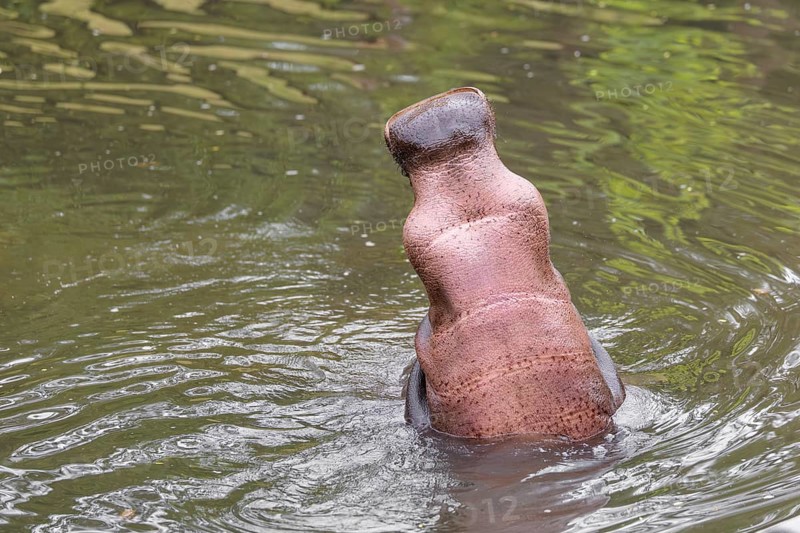 An adult male hippopotamus (Hippopotamus amphibius) shows aggression and defends its territory