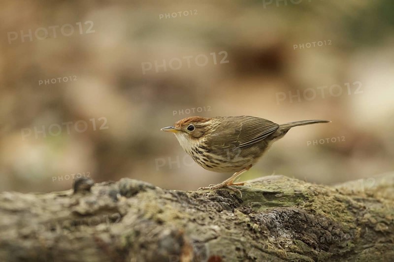 Puff-throated Babbler (Pellorneum ruficeps), Bueng Boraphet, Thailand