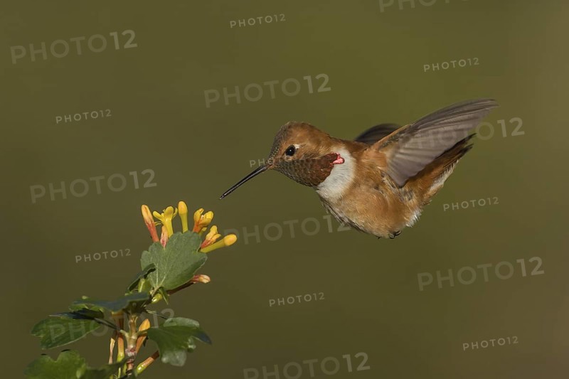 Rufous Hummingbird (Selasphorus rufus) male, California, USA