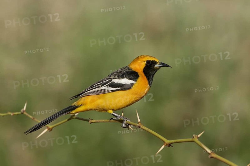 Hooded Oriole (Icterus cucullatus) male, California, USA