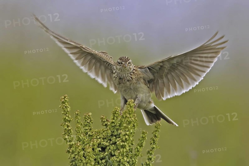 Eurasian Skylark (Alauda arvensis), North Rhine-Westphalia, Germany