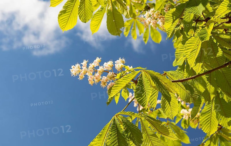 Blossom of the white horse chestnut (Aesculus hippocastanum), Saxony, Germany