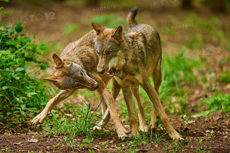 Two wolves play and fight energetically in the forest, Wolf (Canis Lupus), Germany
