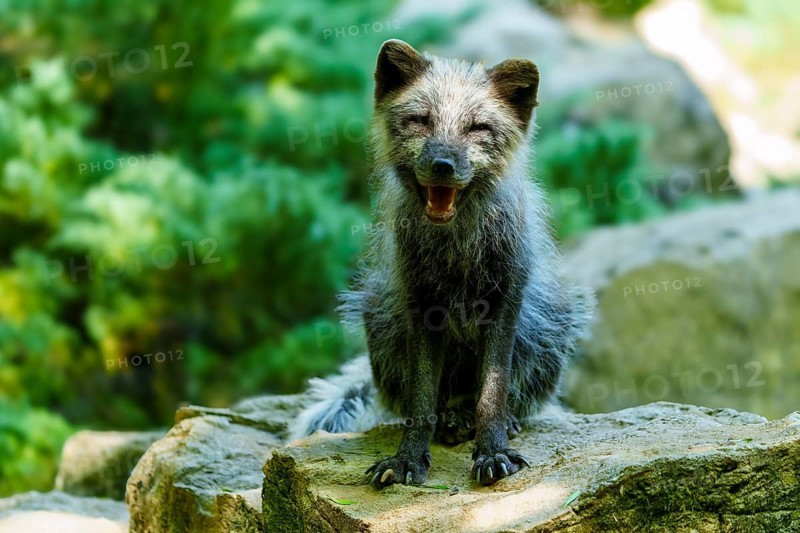 A relaxed fox sits on a stone in the forest and appears cheerful, Arctic fox, (Alopex lagopus) Germany