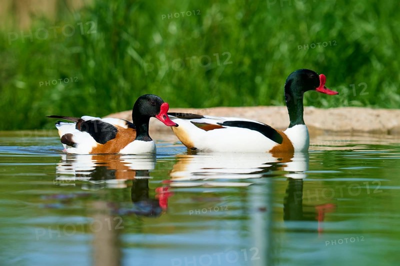 Two swimming ducks with red beaks in green water, shelduck (Tadorna tadorna), spring, France