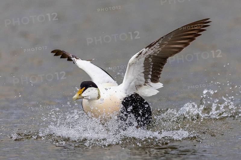 Common Eider (Somateria mollissima), drake landing on the water, reflection, duck birds (Anatidae), Aventdalen, Longyearbyen, Spitsbergen, Svalbard