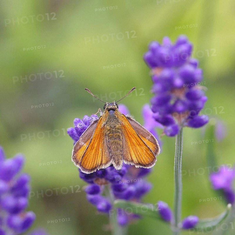 Large skipper (Ochlodes venatus), collecting nectar from a flower of Common lavender (Lavandula angustifolia), close-up, macro photograph, Wilnsdorf, North Rhine-Westphalia, Germany