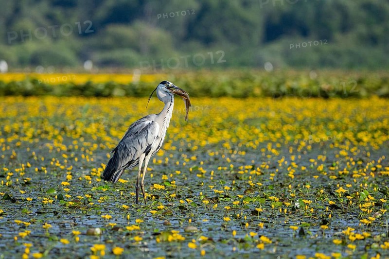 Grey heron (Ardea cinerea) amidst flowering sea pots (Nymphoides peltata) Hungary