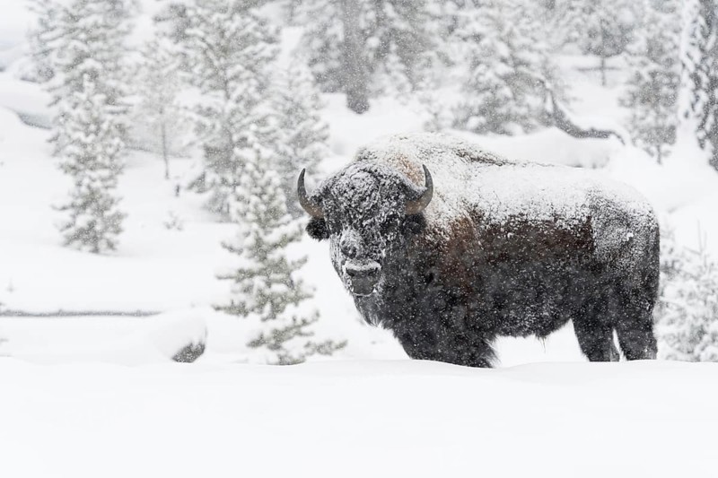American Bison (Bison bison) in winter, strong, old bull, male animal, snowed in, snow-covered, in heavy snowfall and severe cold, Yellowstone, Wyoming, USA