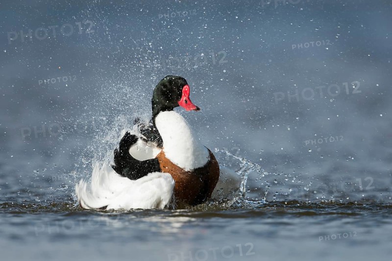 Bathing fun... Shelduck (Tadorna tadorna) bathing extensively, cleaning the plumage, water splashing around, funny picture, promises summer freshness and cooling, native nature, Lower Saxony, Germany, Western Europe