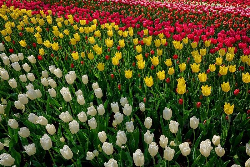 Rows of red, yellow and white tulips in a flower bed, Keukenhof, Lisse, province of South Holland, Netherlands