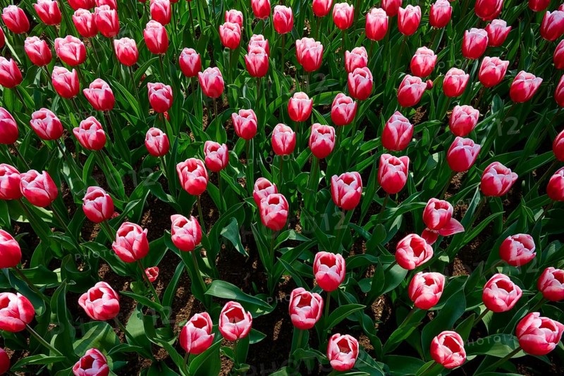 Rows of red tulips with pink edges forming a uniform spring pattern, Keukenhof, Lisse, province of South Holland, Netherlands