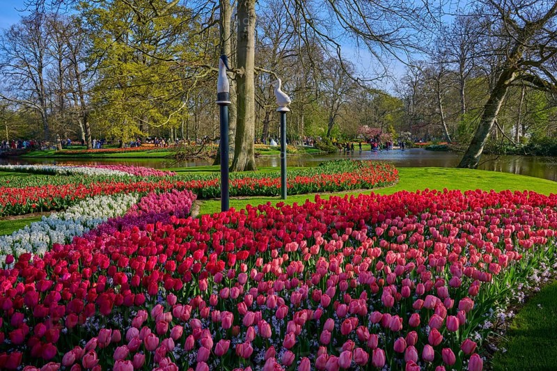 A colourful flower bed with tulips in the park. The lake and the trees create a peaceful atmosphere, Keukenhof, Lisse, province of South Holland, Netherlands