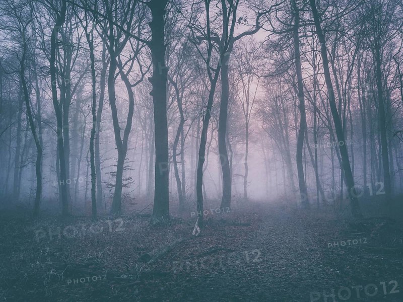 Hiking trail through beech forest with fog in winter, Burgenlandkreis, Saxony-Anhalt, Germany