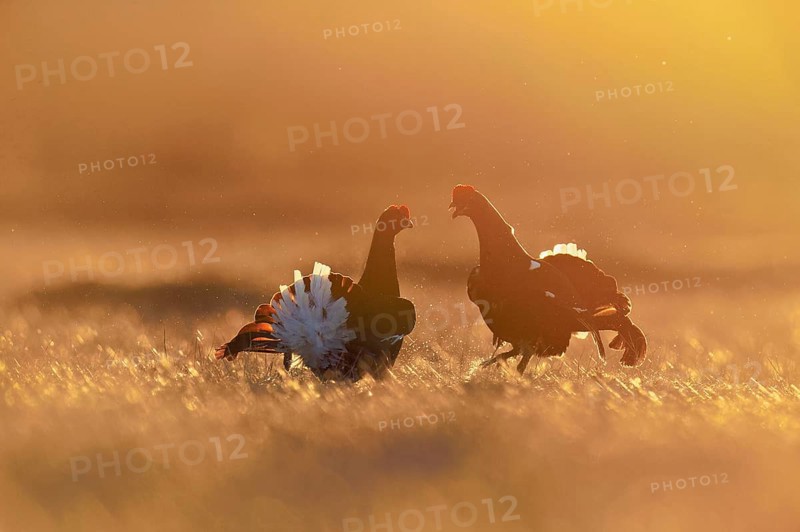 Black grouse (Lyrurus tetrix), two cocks in a show fight, Hedmark county, Norway