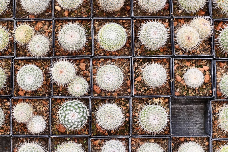 Top view of many small 'Mammillaria Parkinsonii' cactus plants