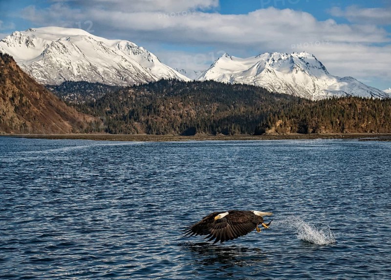 Bald Eagle (Haliaeetus leucocephalus) with fish in claws, Alaska, USA
