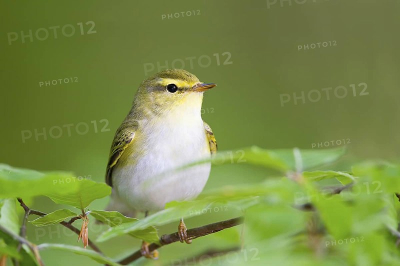 Wood Warbler (Phylloscopus sibilatrix), Baden-Wuerttemberg, Germany