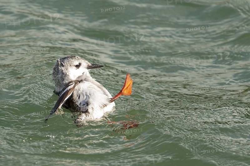 Black Guillemot (Cepphus grylle) chick, Schleswig-Holstein, Germany