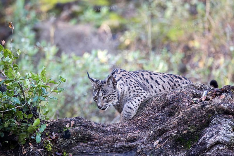 Iberian lynx, Lynx pardinus