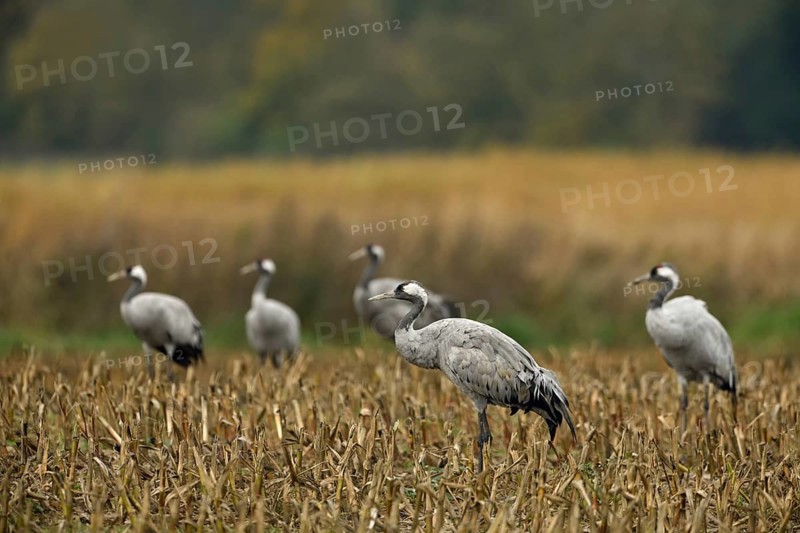Common Crane (Grus grus) group foraging on harvested maize field, Mecklenburg-Western Pomerania, Germany