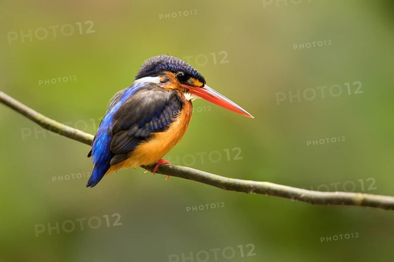 Blue-eared Kingfisher (Alcedo meninting) female, Selangor, Malaysia