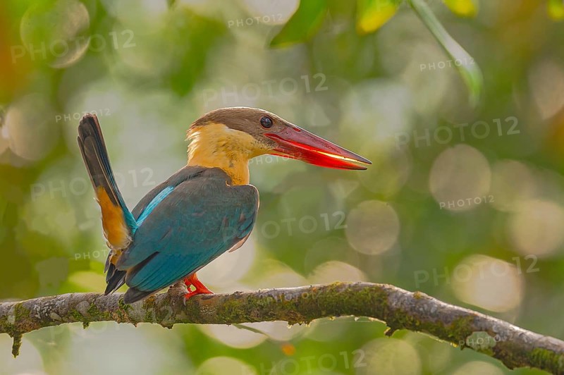 Stork-billed Kingfisher (Pelargopsis capensis) auf Ansitzast im Regenwald von Sri Lanka