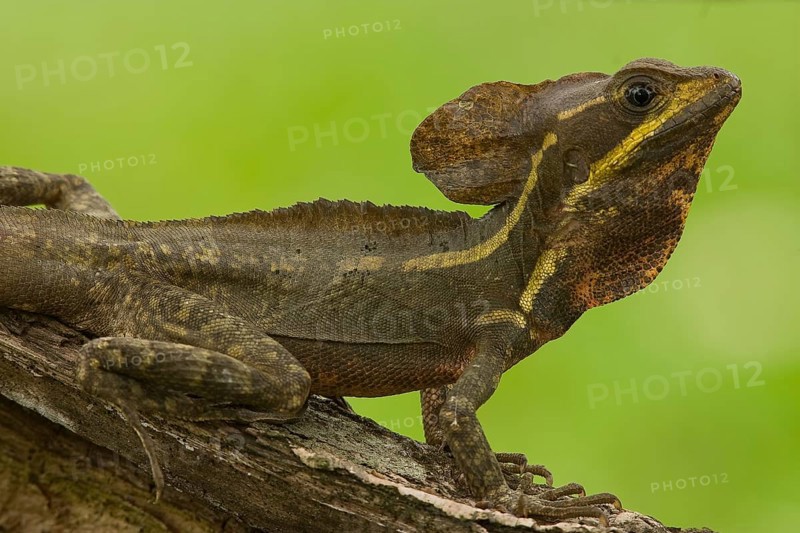 Brown-striped basilisk lizard (Basiliscus vittatus)