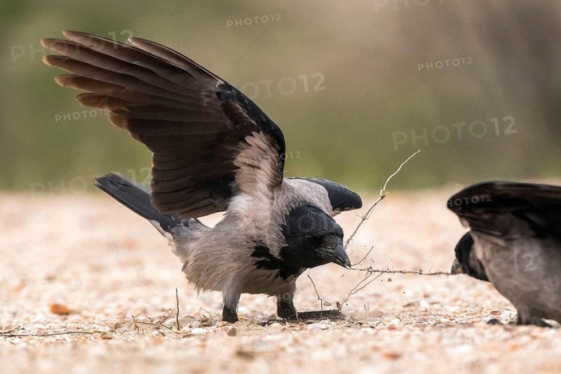 Hooded Crow (Corvus cornix), Romania