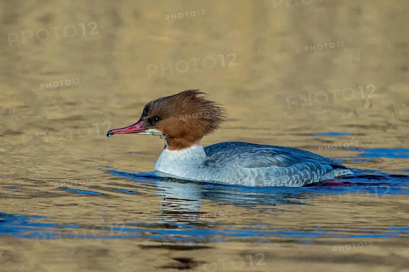 Common Merganser (Mergus merganser) female, Mecklenburg-Western Pomerania, Germany