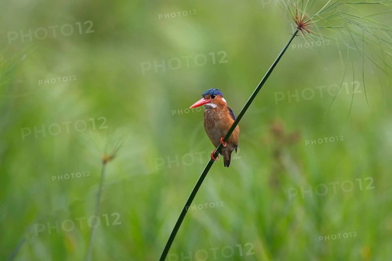 Malachite Kingfisher (Corythornis cristatus), Uganda