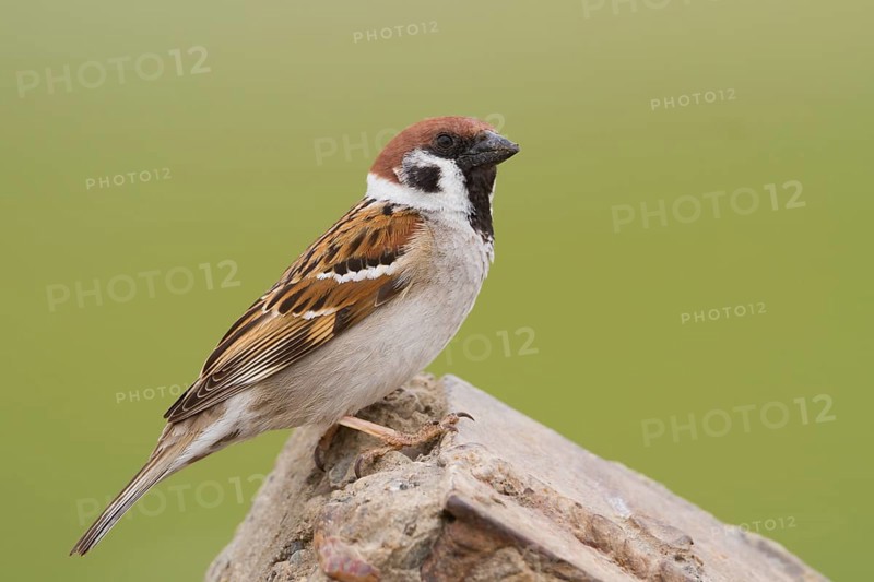 Eurasian Tree Sparrow - Feldsperling - Passer montanus ssp. montanus, adult, Kazakhstan