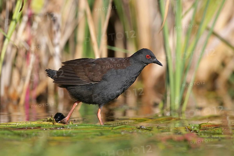 Spotless Crake (Porzana tabuensis), Victoria, Australia