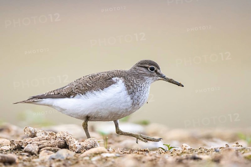 Common Sandpiper (Actitis hypoleucos), North Rhine-Westphalia, Germany