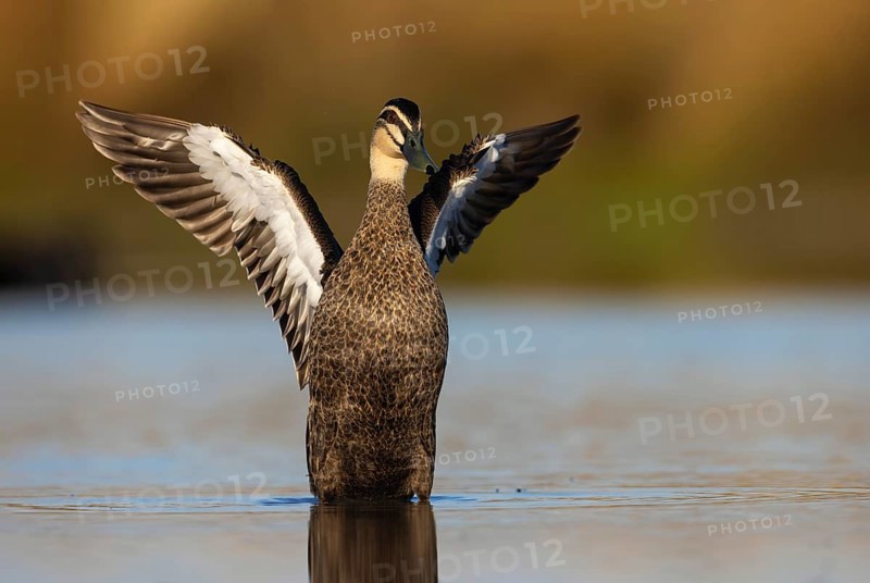 Pacific Black Duck (Anas superciliosa) flapping, Victoria, Australia
