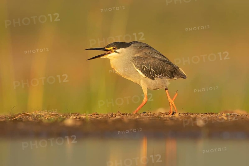 Striated Heron (Butorides striata) hunting, South Africa