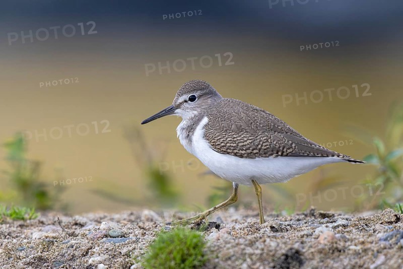Common Sandpiper (Actitis hypoleucos), North Rhine-Westphalia, Germany