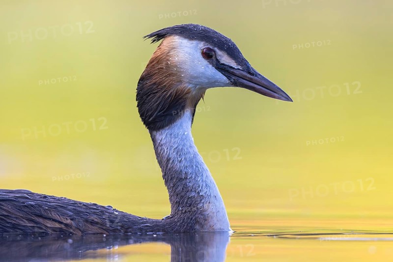 Great Crested Grebe (Podiceps cristatus), North Rhine-Westphalia, Germany