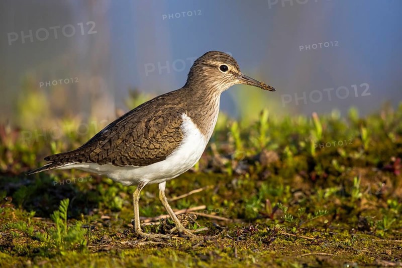 Common Sandpiper (Actitis hypoleucos), North Rhine-Westphalia, Germany