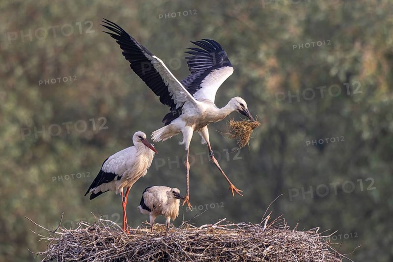 White Stork (Ciconia ciconia) adult with juveniles in nest, Netherlands