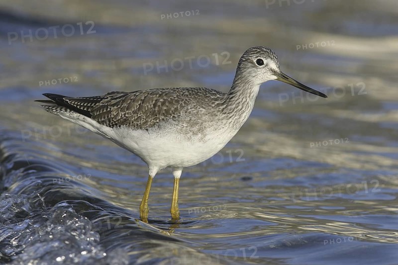 Greater Yellowlegs (Tringa melanoleuca), British Columbia, Canada