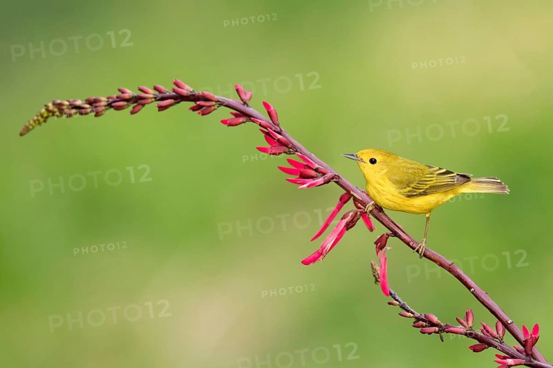 American Yellow Warbler (Setophaga aestiva) perched on a branch, Texas, USA