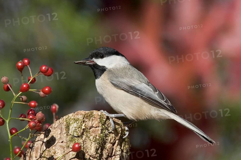Carolina Chickadee Parus carolinensis Osage Hills State Park, Bartlesville, Oklahoma 1 December Adult Paridae