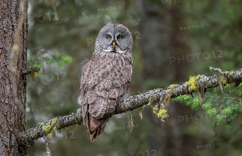 Great Grey Owl (Strix nebulosa) perched on a branch, British Columbia, Canada