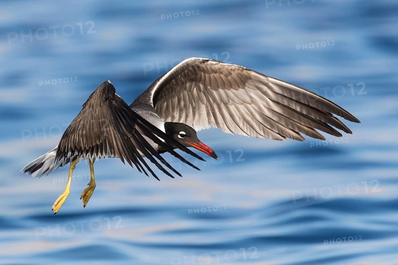 White-eyed Gull (Ichthyaetus leucophthalmus) flying, Eilat, Israel